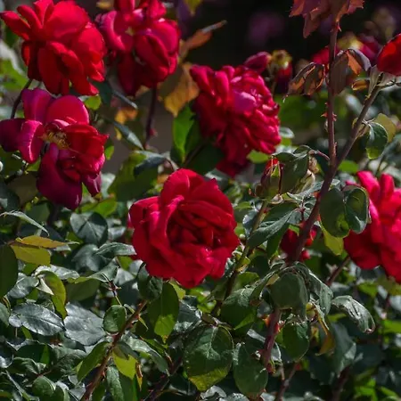 Golden Glyfada Daire