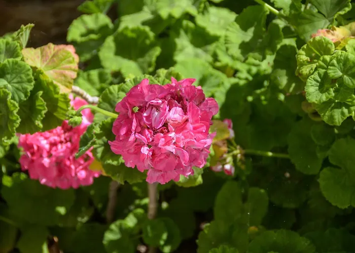 Διαμέρισμα Golden Glyfada