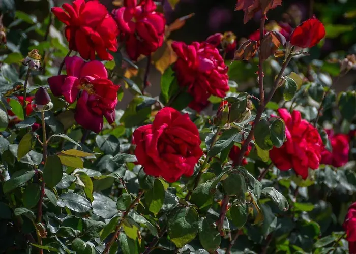 Golden Glyfada Διαμέρισμα